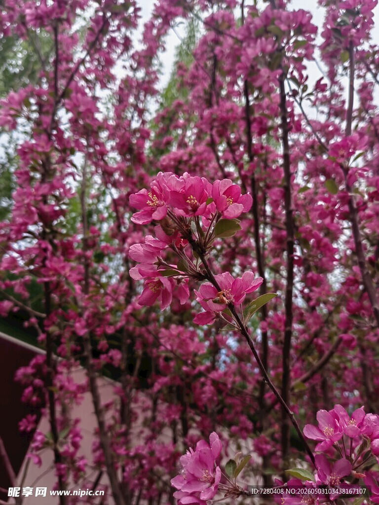 繁花满枝的绚烂景象