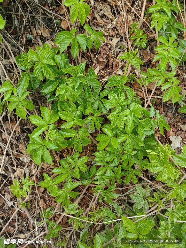 地面嫩绿植物生机勃勃