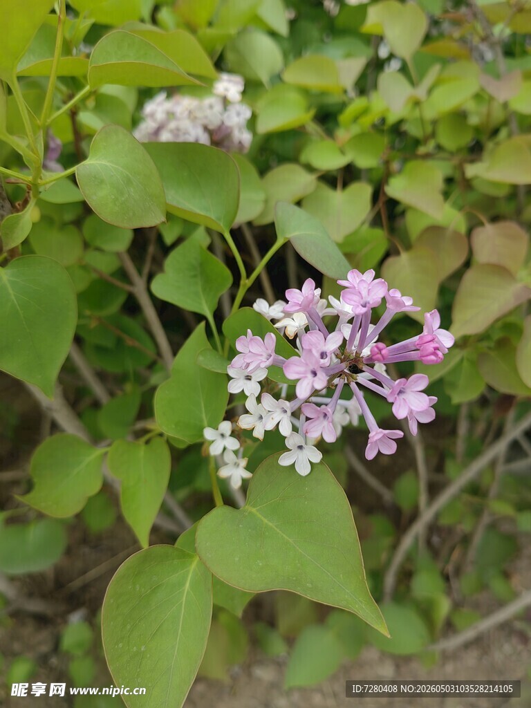 绿叶间绽放的淡紫色小花