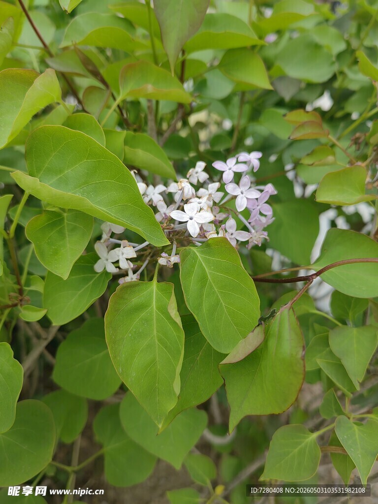 绿叶丛中的白色小花