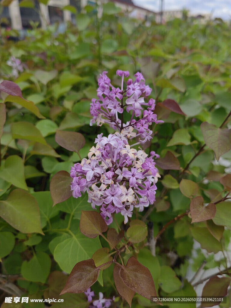 紫色花丛绽放生机