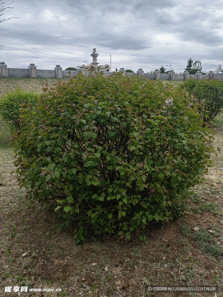 球形绿植