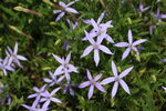 紫色彩星花