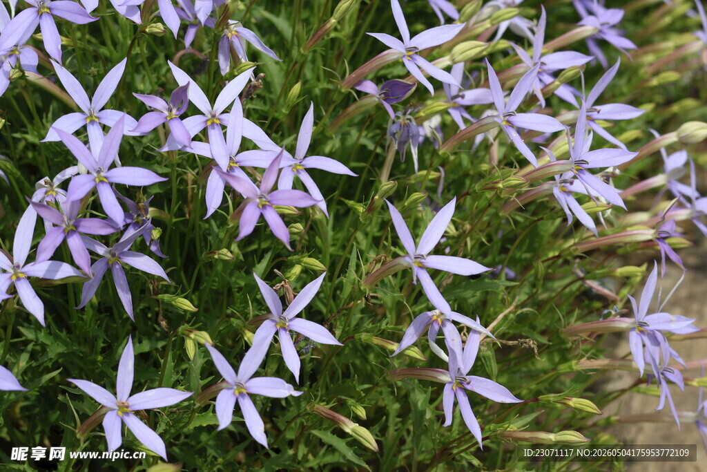 彩星花