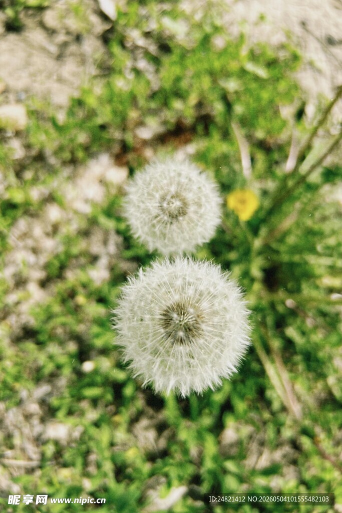 草地上的两朵蒲公英