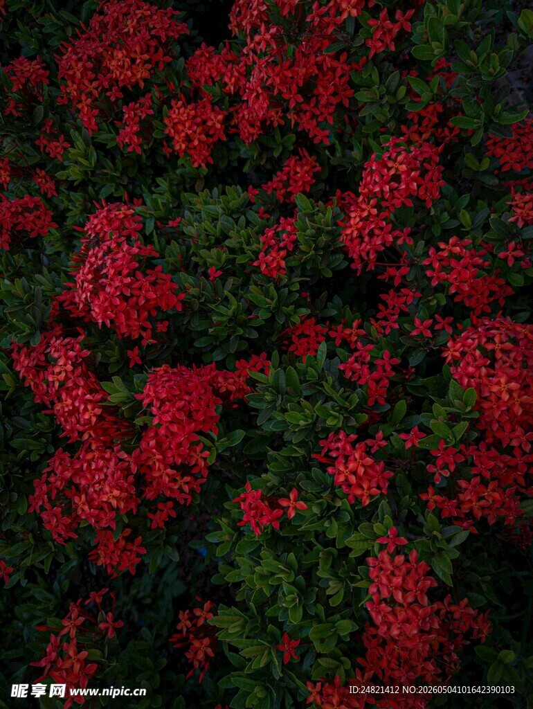 艳丽红色花卉植物景观