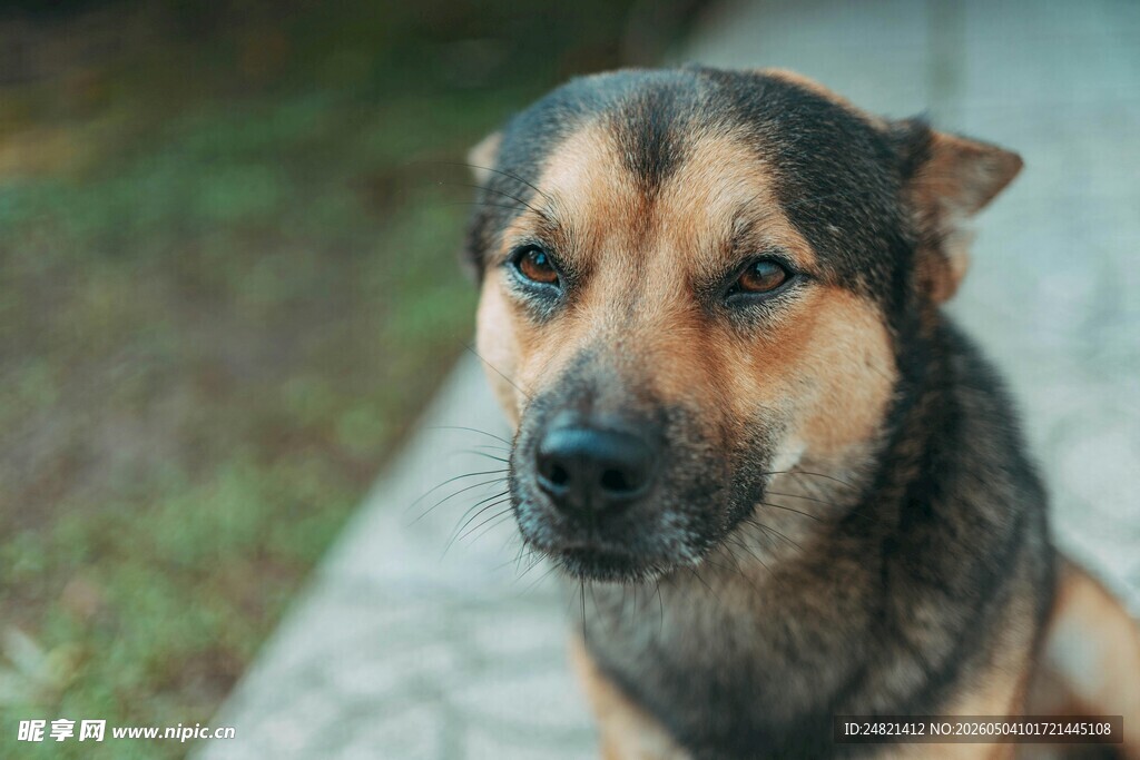 可爱的田园犬安静坐着