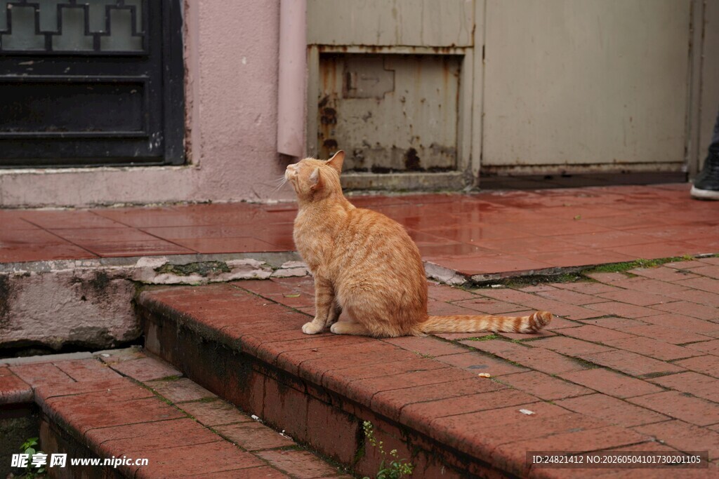 台阶上的橘猫