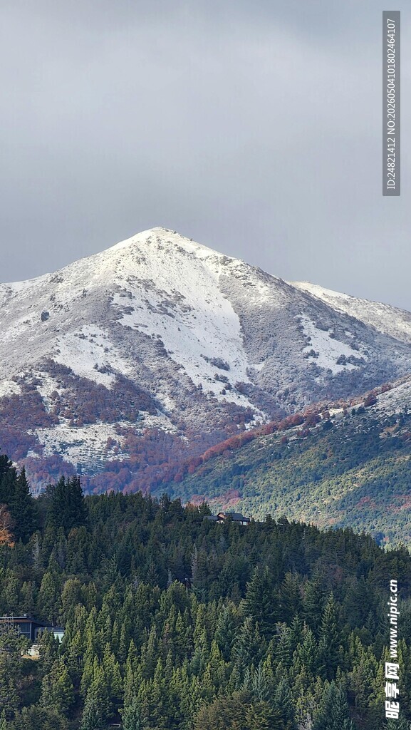 雪山下的葱郁森林景观