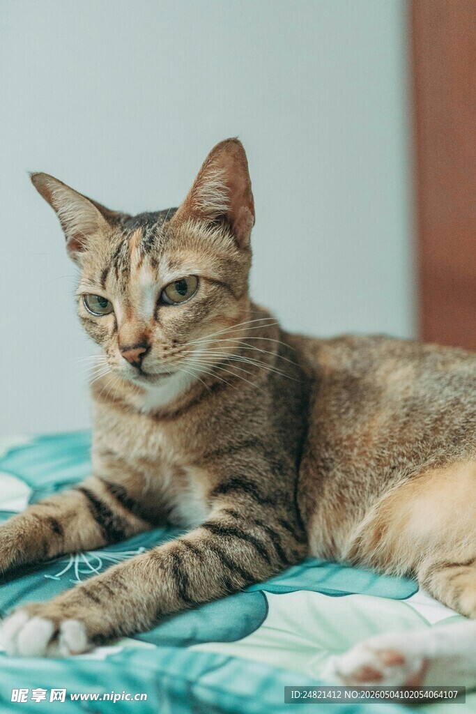 慵懒猫咪惬意躺卧
