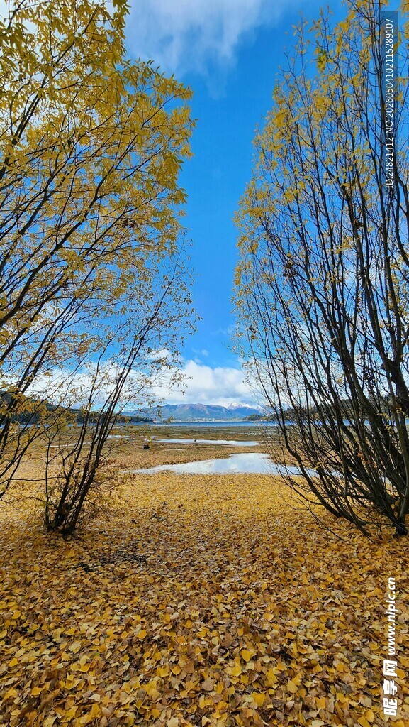 秋日旷野湖畔树木美景