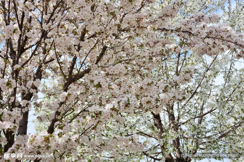 烂漫樱花树