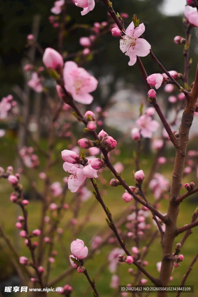粉嫩桃花绽放枝头
