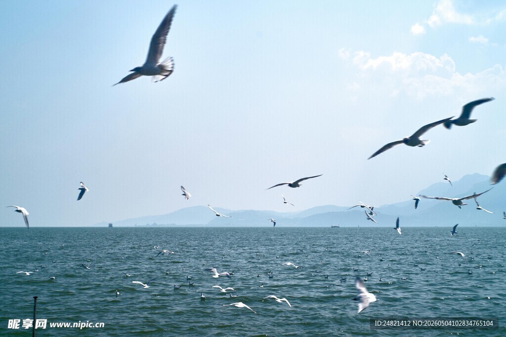 海面上飞翔的成群海鸥