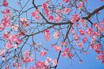 蓝天映衬下的烂漫樱花