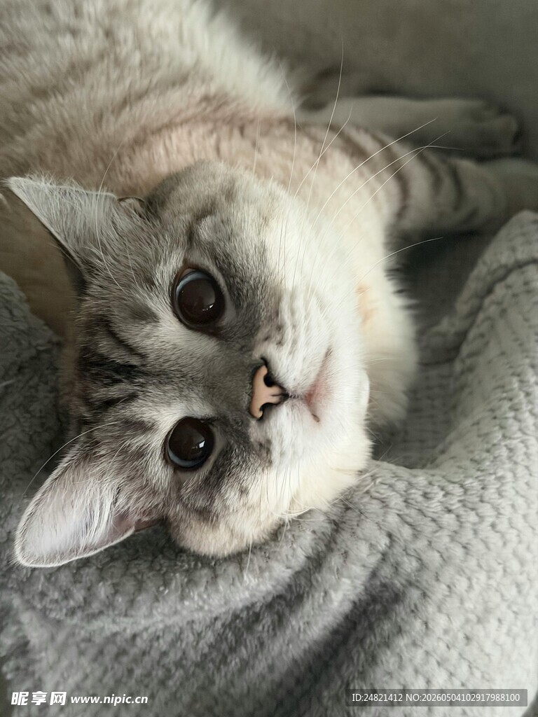 慵懒猫咪惬意躺卧