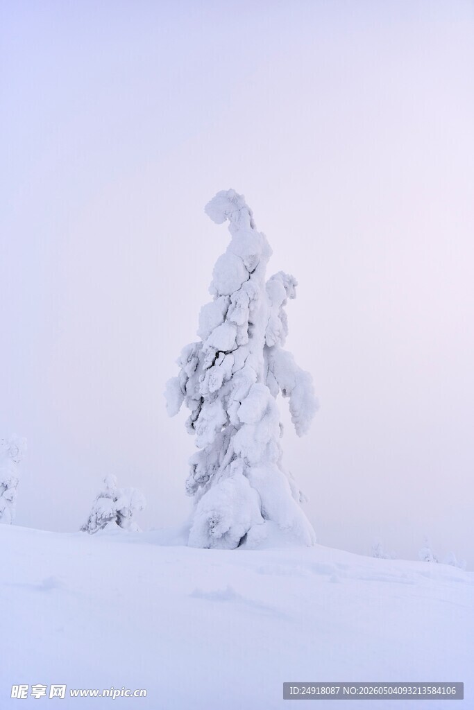 雪覆孤树的冬日景致