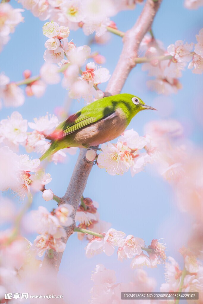 绿鸟栖于繁花枝头