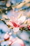 玉兰花枝绽放美丽瞬间
