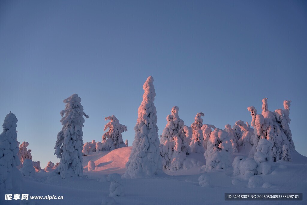 雪后梦幻冰雪森林景观