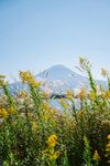 花海中的富士山美景