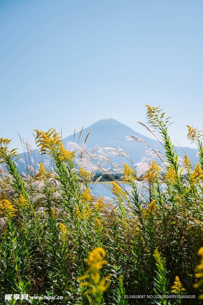 花海中的富士山美景