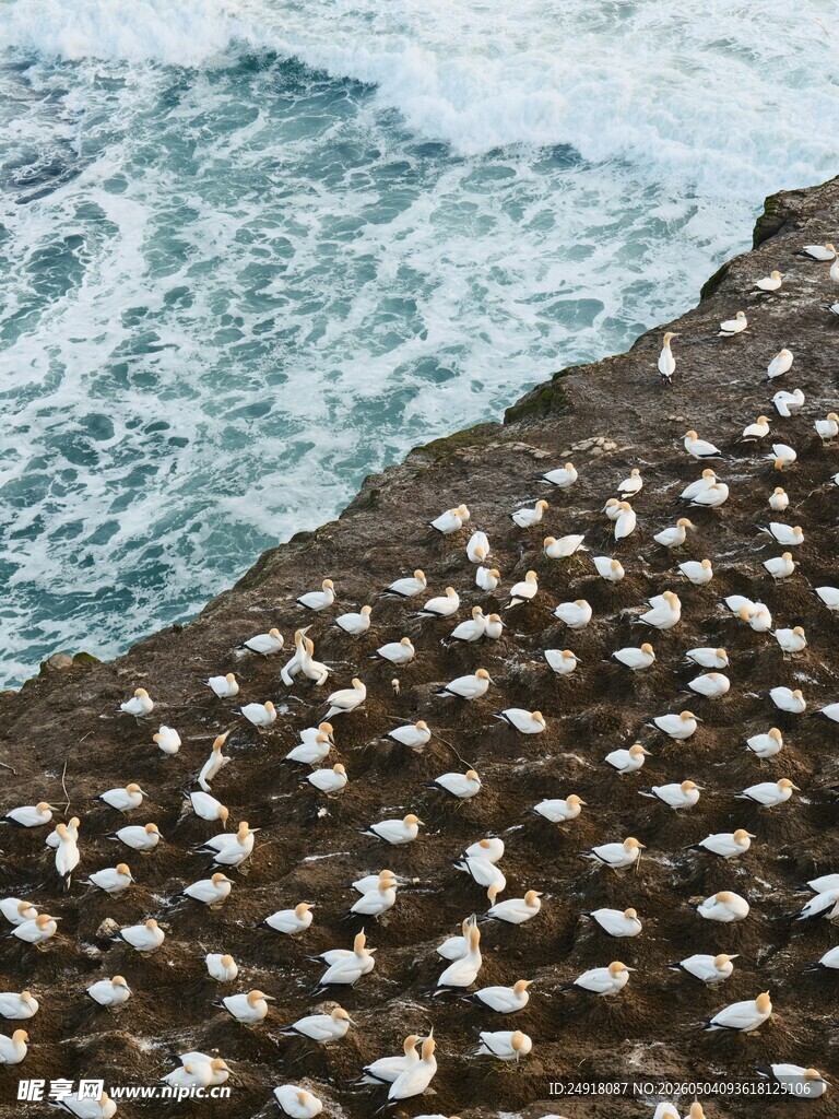海岸边群聚的白色海鸟