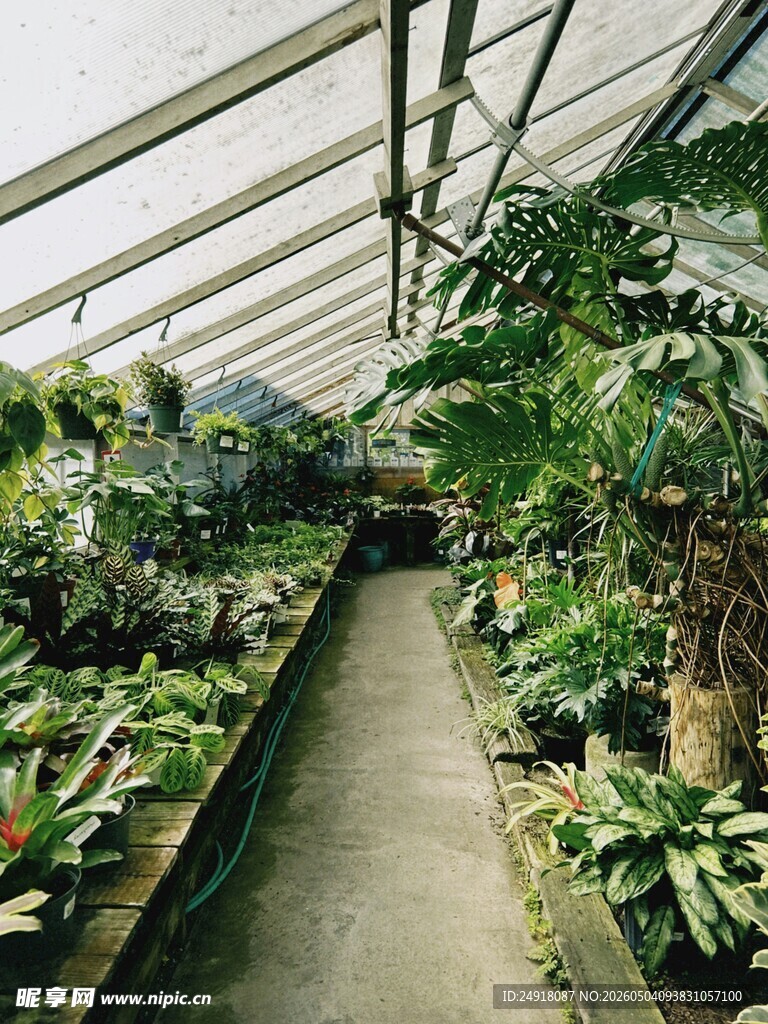 温室中的繁茂植物景观