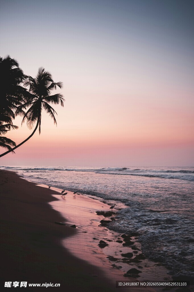 黄昏下的椰树海滩美景