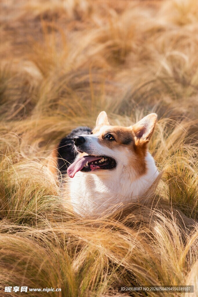 柯基犬惬意躺于金黄草丛