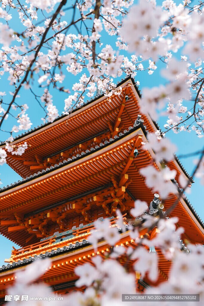 樱花簇拥下的日式古建筑