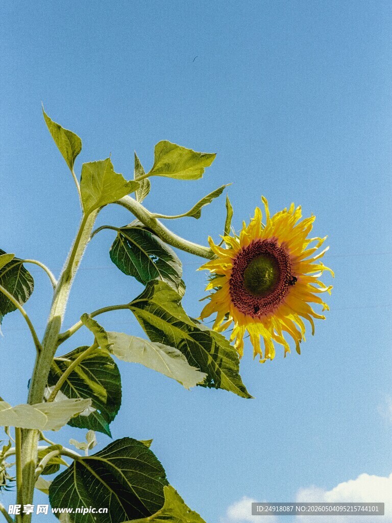 阳光下的灿烂向日葵