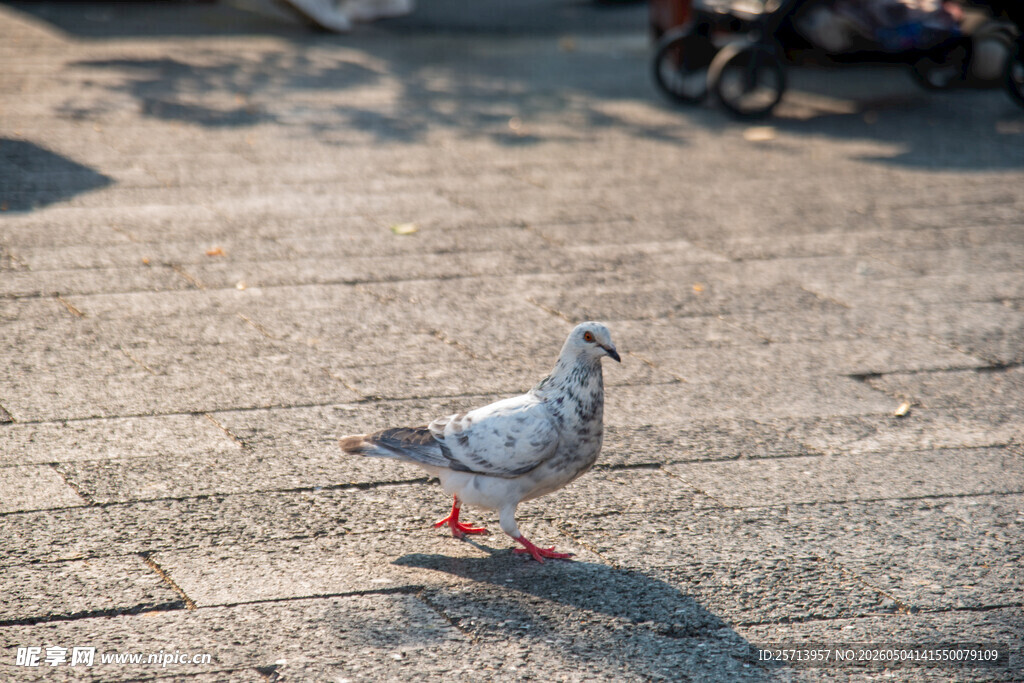 广场上的独行灰鸽
