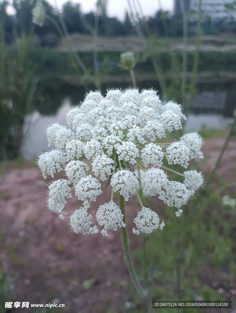 白色伞状花朵特写
