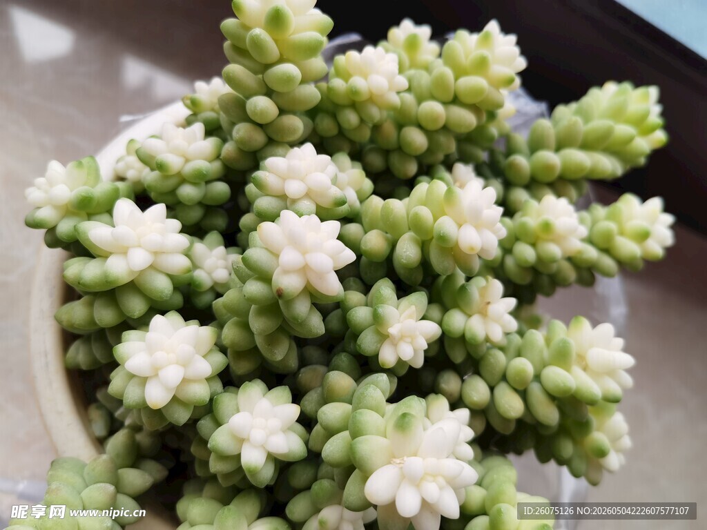多肉植物玉坠