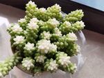 白色玉坠盆栽植物