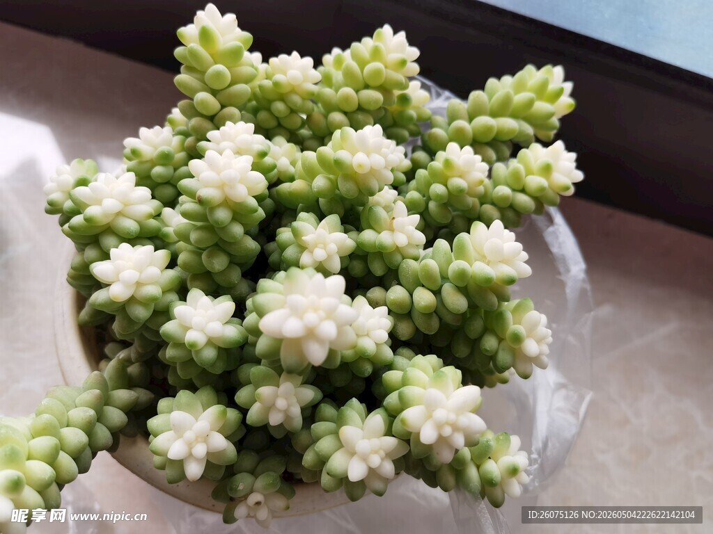 白色玉坠盆栽植物