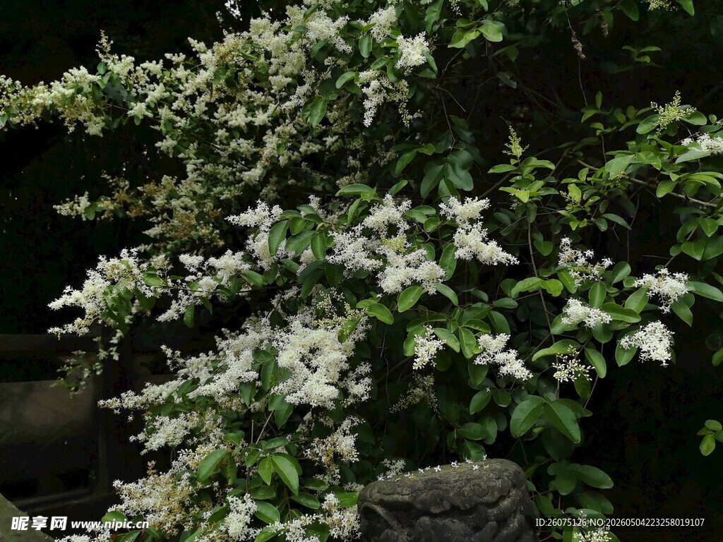白花繁茂的绿植景观