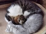 蜷睡的两只猫咪
