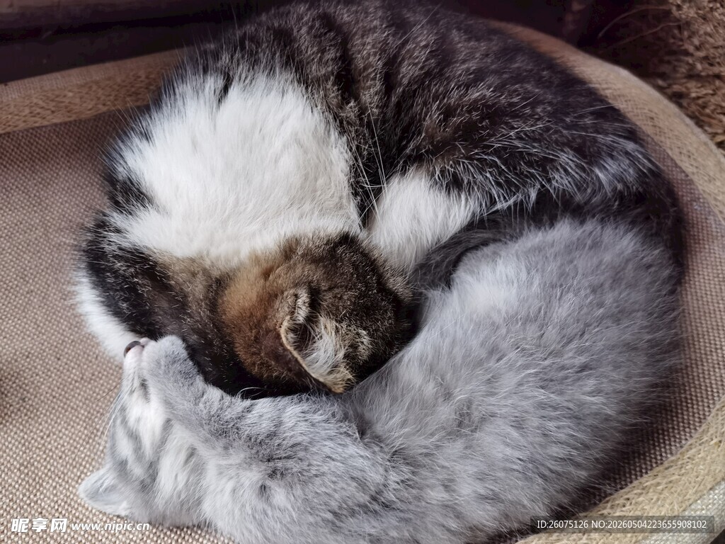 蜷睡的两只猫咪