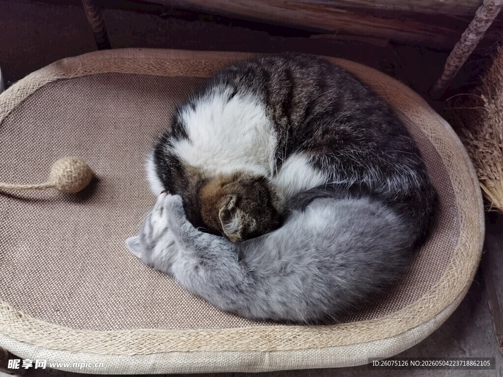两只蜷睡在猫窝的可爱猫咪
