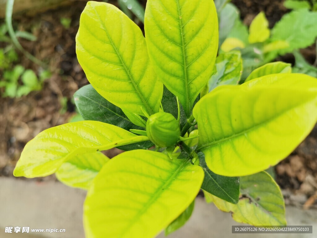 嫩绿生机盎然的植物叶片