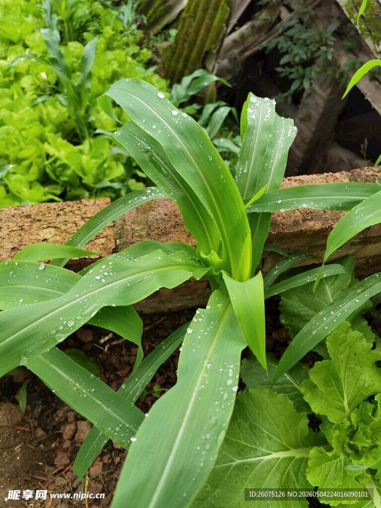 嫩绿蔬菜生机勃勃