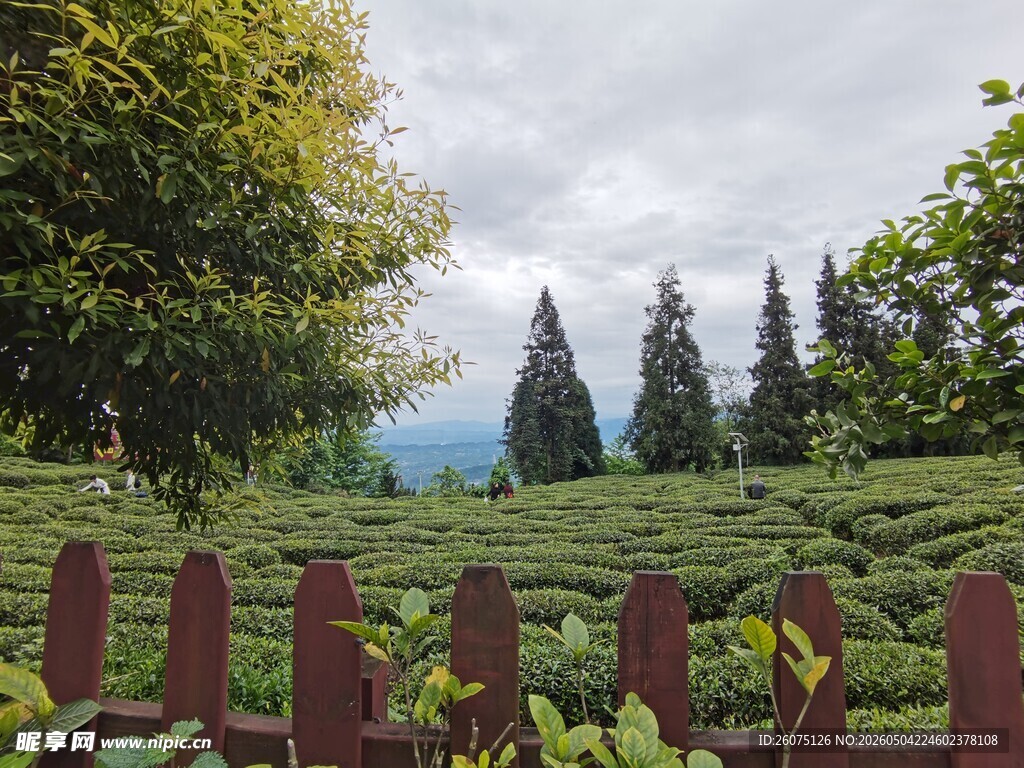 茶园风光木栅栏与绿树