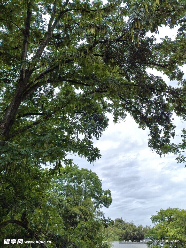 繁茂大树下的开阔天际