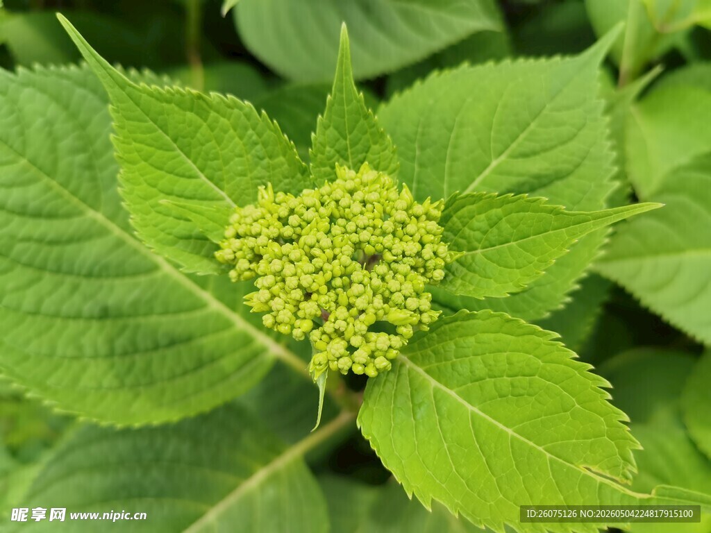 绿叶簇拥的黄色小花