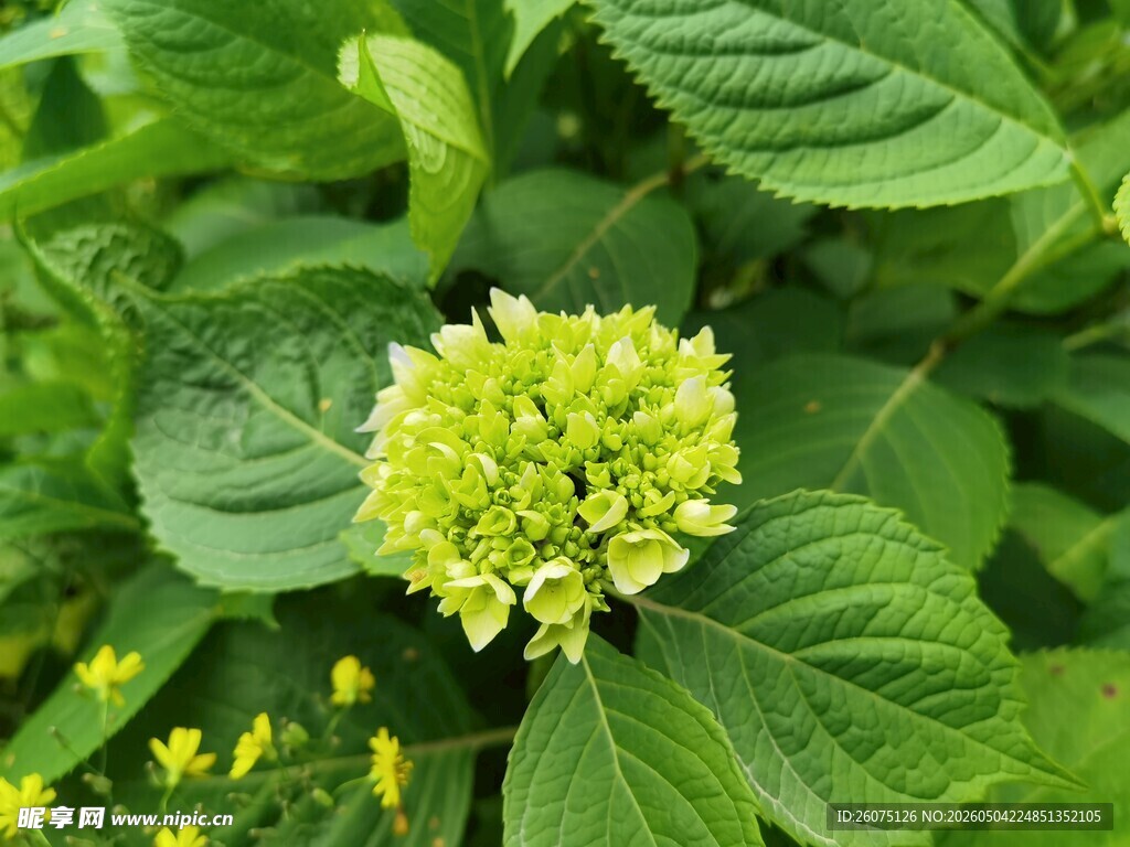 翠绿绣球花绽放生机