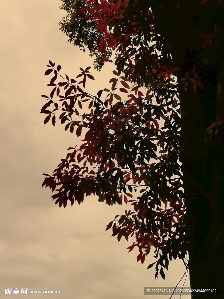 夕阳下的红树叶