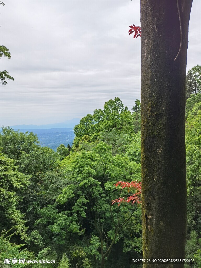 山林绿意中的开阔远景