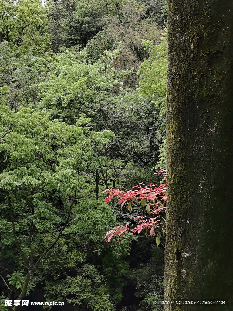 山林间一抹娇艳红叶